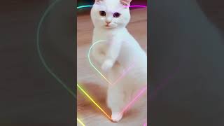 CAT Dance [upl. by Asa]