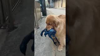 Golden Retriever going to buy chicken meat dog shorts [upl. by Bandler]