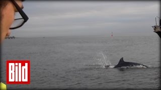 Delfine besuchen Lübecker Bucht  Ungewöhnlicher Besuch in Timmendorf [upl. by Esej]