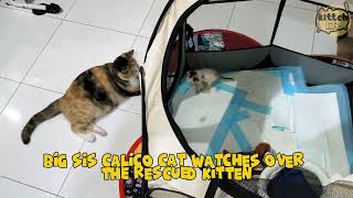 Big sis cat babysits rescued kitten  Kitteh Life cat kitten kittenrescue [upl. by Grimona]