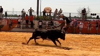 Largada de Touros Vila Franca de Xira 2023colete encarnado [upl. by Anileme125]