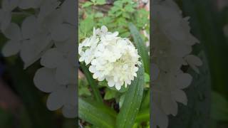 Primera flor de Hortensia “Limelight” en sólo 4 meses [upl. by Sema470]