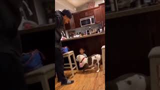 Amazingly Loyal Pitbull Protects Child from Harm  Pitbull Loyalty [upl. by Cissej]