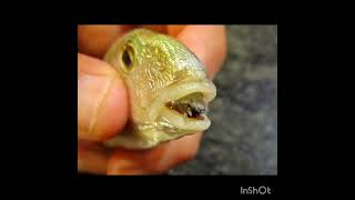 Cymothoa exigua parasite in fish [upl. by Atekehs]