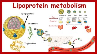 Lipoprotein metabolism and transport  Chylomicron VLDLIDL LDLHDL  Metabolism  Biochemistry [upl. by Illoh]