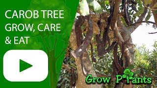 Carob tree  grow amp care Ceratonia silique [upl. by Aitel]