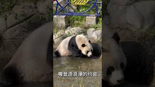 Just Panda Lingyan love singing in bath熊猫灵岩洗澡唱歌 熊猫 panda funny 熊猫界顶流 cute animals 搞笑 可愛 [upl. by Vesta]