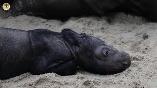 Birth of Sumatran rhino brings hope for species  AFP [upl. by Ennovart]