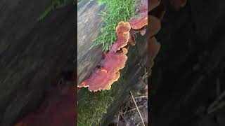 Траметес охряный Trametes ochracea ліс гриби nature [upl. by Dnar]