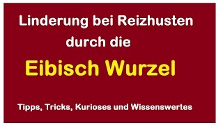 Husten und Reizhusten durch die Heilkraft der Eibisch Wurzel lindern beruhigen  Heilmittel Hilfe [upl. by Etti]