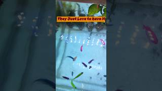 Dried Tubifex Worm  Best food for Small Fishes ytshorts shorts short [upl. by Hollington]