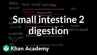 Small intestine 2 Digestion  Gastrointestinal system physiology  NCLEXRN  Khan Academy [upl. by Pippo757]