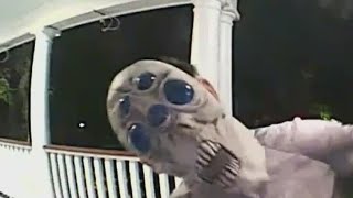 Ashleigh Banfield Video of alien life on my porch  Banfield [upl. by Helsell181]