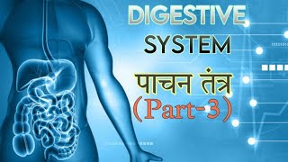 DigestiveSystemMarathi Part 3पाचनतंत्रमराठी [upl. by Hsepid]