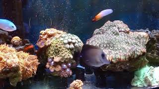 Firefish Chromis Blenny Scopas Tang Giant Favia Zoanthids [upl. by Yadnil522]