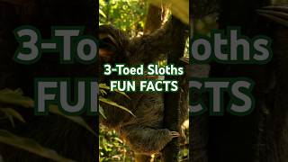 shorts Four Fun Facts About the 3Toed Sloth spiritanimal sloth animalfacts funfacts forkids [upl. by Marcus888]