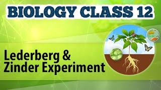 Lederberg and Zinder Experiment  Molecular Basis of Inheritance  Biology Class 12 [upl. by Trescott624]