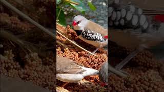 Diamond Firetail Finch birds bird nature animals [upl. by Annovoj]