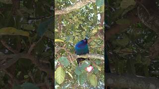 Loud Peacock Sounds Peacock on the tree [upl. by Vary]