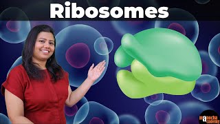 Ribosome Function and Structure [upl. by Yekcaj]