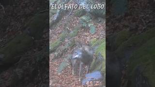 Lobo Ibérico en Otoño Olfato asturiasparaisonatural [upl. by Fe]