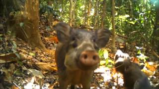 ZGAP Clip Award 2016 Bawean Warty Pig Sus blouchi [upl. by Wernsman]