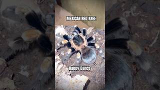 Mexican Red Knee HAPPY DANCE brachypelmahamorii tarantula tarantulafeeding [upl. by Ijok]