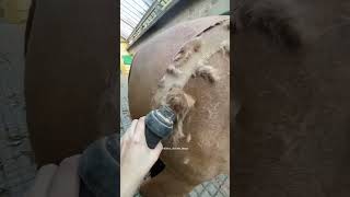 Horse hair cutting is too satisfying [upl. by Lathrop]