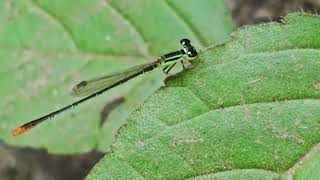 Green Damselfly video [upl. by Gorlicki]