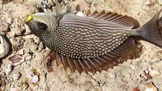 Big size Rabbit fish Fishing very dangerous spot in River Mouth [upl. by Ahsenek]