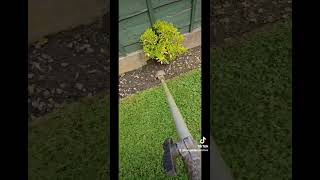 Professional hand weeding gardenerlife gardendesign hedgetrimmer lawncare garden [upl. by Hamitaf52]