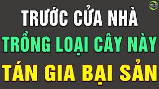 Thích Đến Mấy Cũng Đừng Dại TRỒNG TRƯỚC CỦA NHÀ Cây Này Kẻo TÁN GIA BẠI SẢNRƯỚC HỌA VÀO THÂN TLCN [upl. by Adnole]