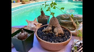 Rare Dioscorea elephantipes Turtle back Succulent  Episode 142 [upl. by Macey897]