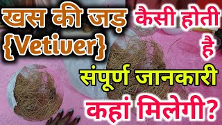 khas ki jad kaise hoti hai  khas ki jad kahan milegi  खस की जड़ की संपूर्ण जानकारी vetiver [upl. by Moht921]