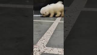 BICHON FRISE KENNEL  BICHON FRISE PUPPY  BICHON FRISE DOG PRICE bichonfrisé puppy [upl. by Leksehc688]