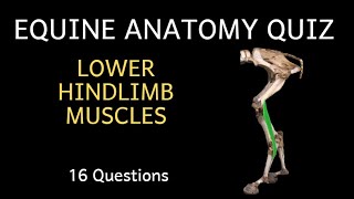 Quiz Learn Equine Anatomy Horse LOWER Hind Limb [upl. by Watters536]