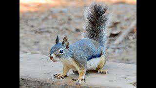 DOUGLAS SQUIRREL munching on what looks like a hazelnut [upl. by Ailasor]