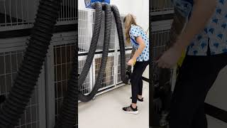 Dog Groomers using the XPOWER Kennel Dryer petgrooming [upl. by Katzir]