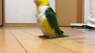 Funny parrot stomping around like its mad [upl. by Octavius]