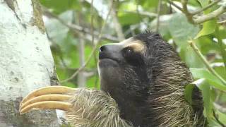 Threetoed sloth peresozo in Costa Rica [upl. by Anilosi364]