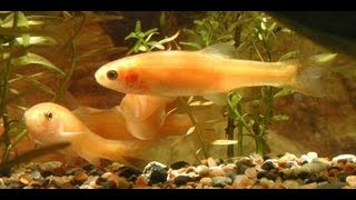 Rosy Red Minnows with Goldfish [upl. by Asyar]