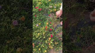 Technique pick portulaca flowers for planting in pot shortvideo portulaca gardenflower shorts [upl. by Carilla]