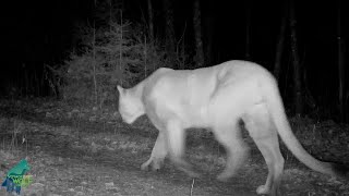 Impressive cougar captured on camera in northern Minnesota [upl. by Aiuqes]