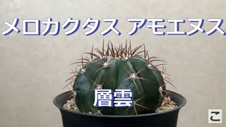 【サボテン】メロカクタス アモエヌス 層雲 melocactus amoenus [upl. by Gilberto]