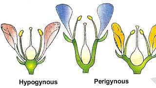 Hypogynous flower  Perigynous Flower  Epigynous Flower [upl. by Sculley321]