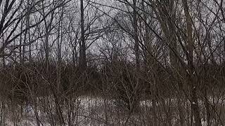 Red Tailed Hawk Catches a Rabbit with assist by dachshunds [upl. by Anirbys]