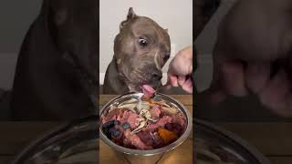 Preparing A Raw Dog Diet [upl. by Debra]