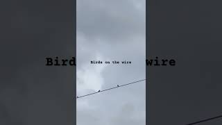 Birds on the wire [upl. by Ianthe]