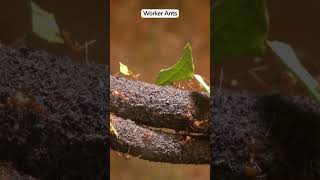 How do ants organize their colonies Ants InsectBehavior AnimalCommunication NatureDocumentary [upl. by Sorensen503]