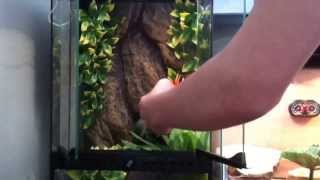 Grey Tree Frog Care and Cage Setup [upl. by Silvano]